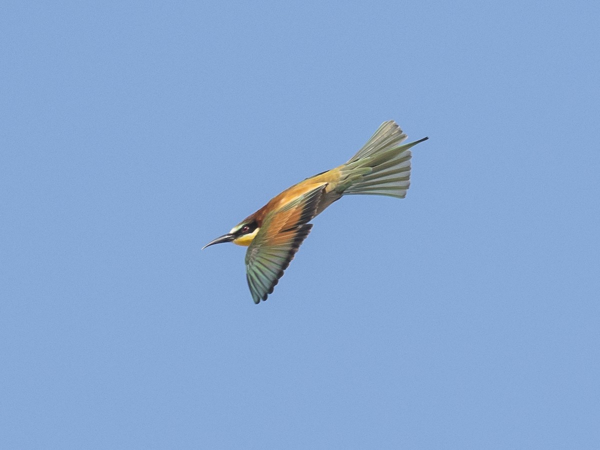 European Bee-eater - Subhadra Devi