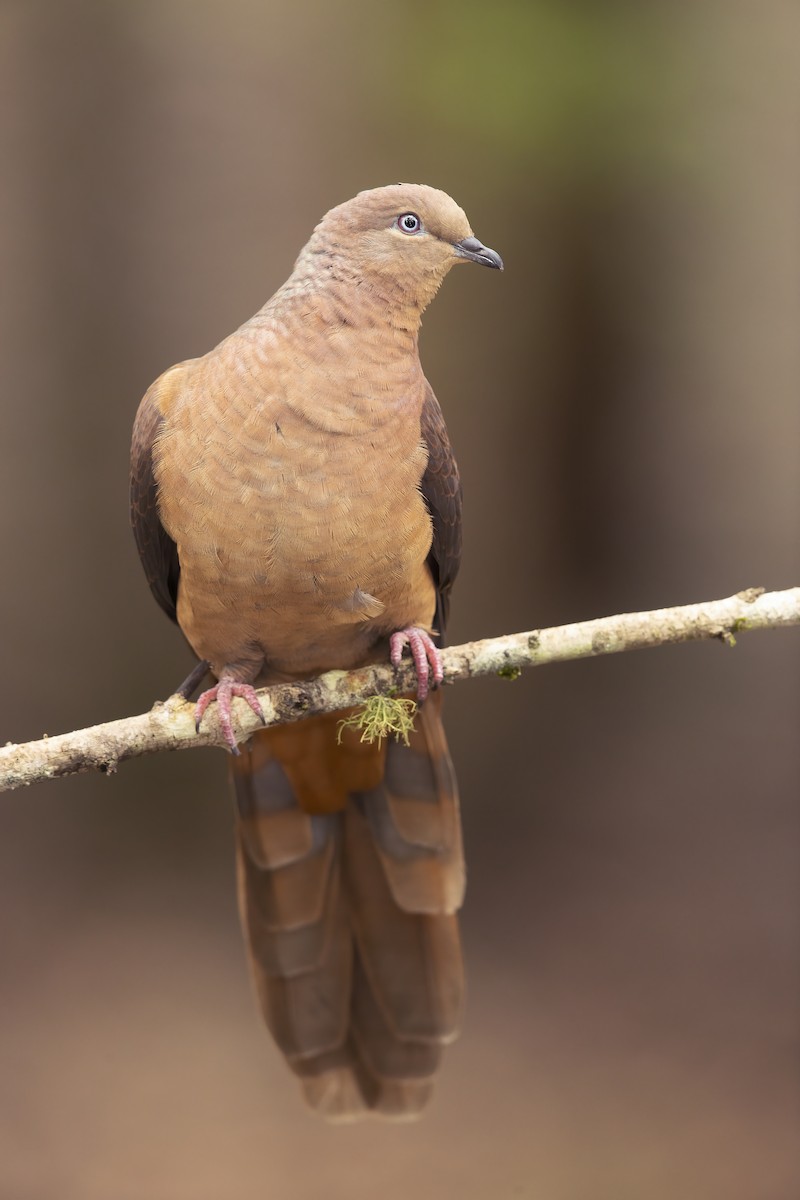 Brown Cuckoo-Dove - ML220004541
