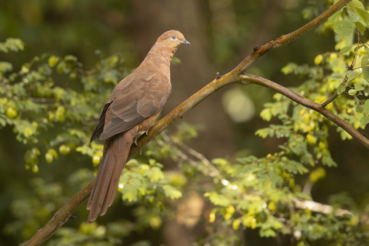Brown Cuckoo-Dove - ML220004561