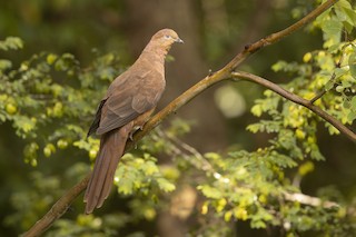 Brown Cuckoo-Dove, ML220004561