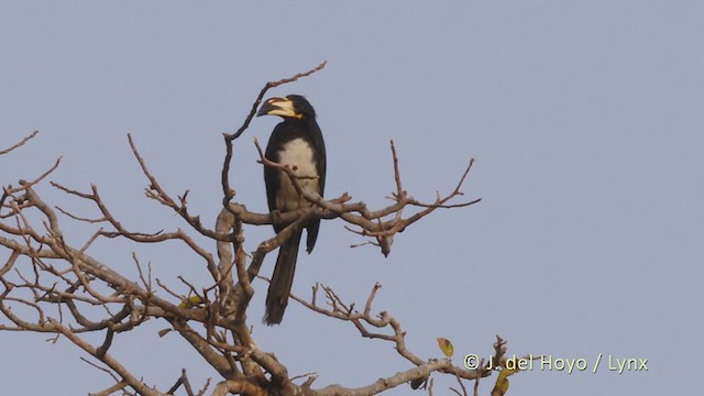 West African Pied Hornbill - ML220005821