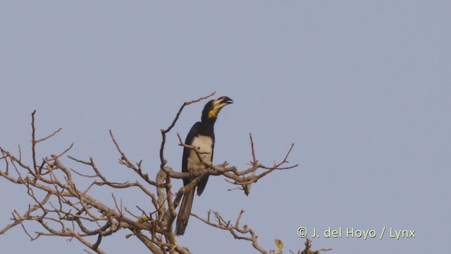 West African Pied Hornbill - ML220005851