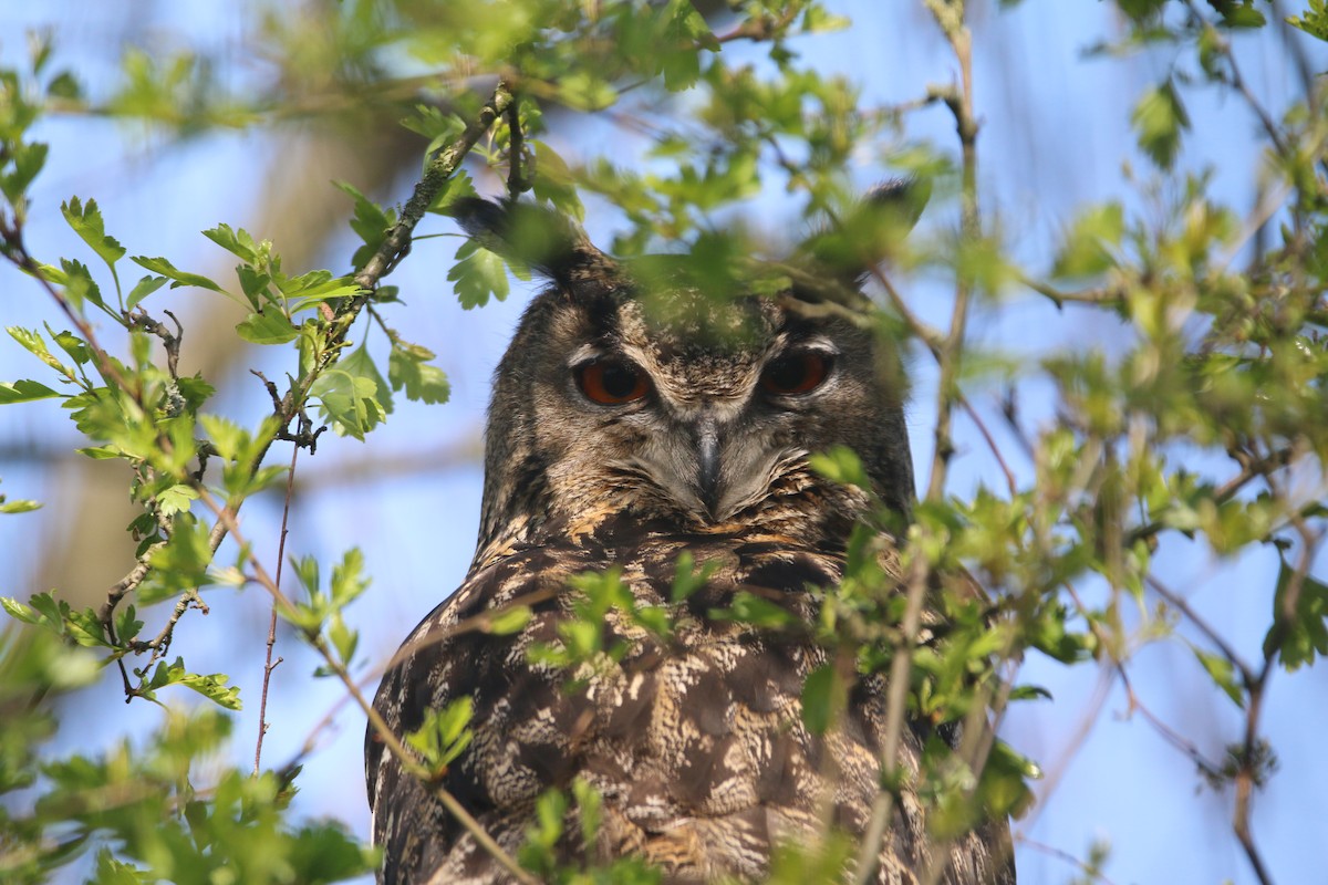 Eurasian Eagle-Owl - ML220005901