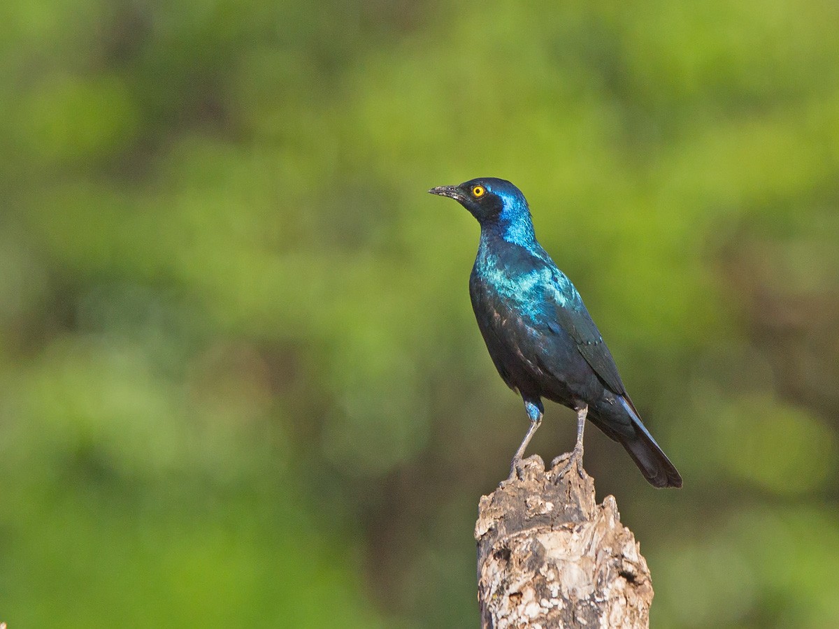 Greater Blue-eared Starling - ML220006821