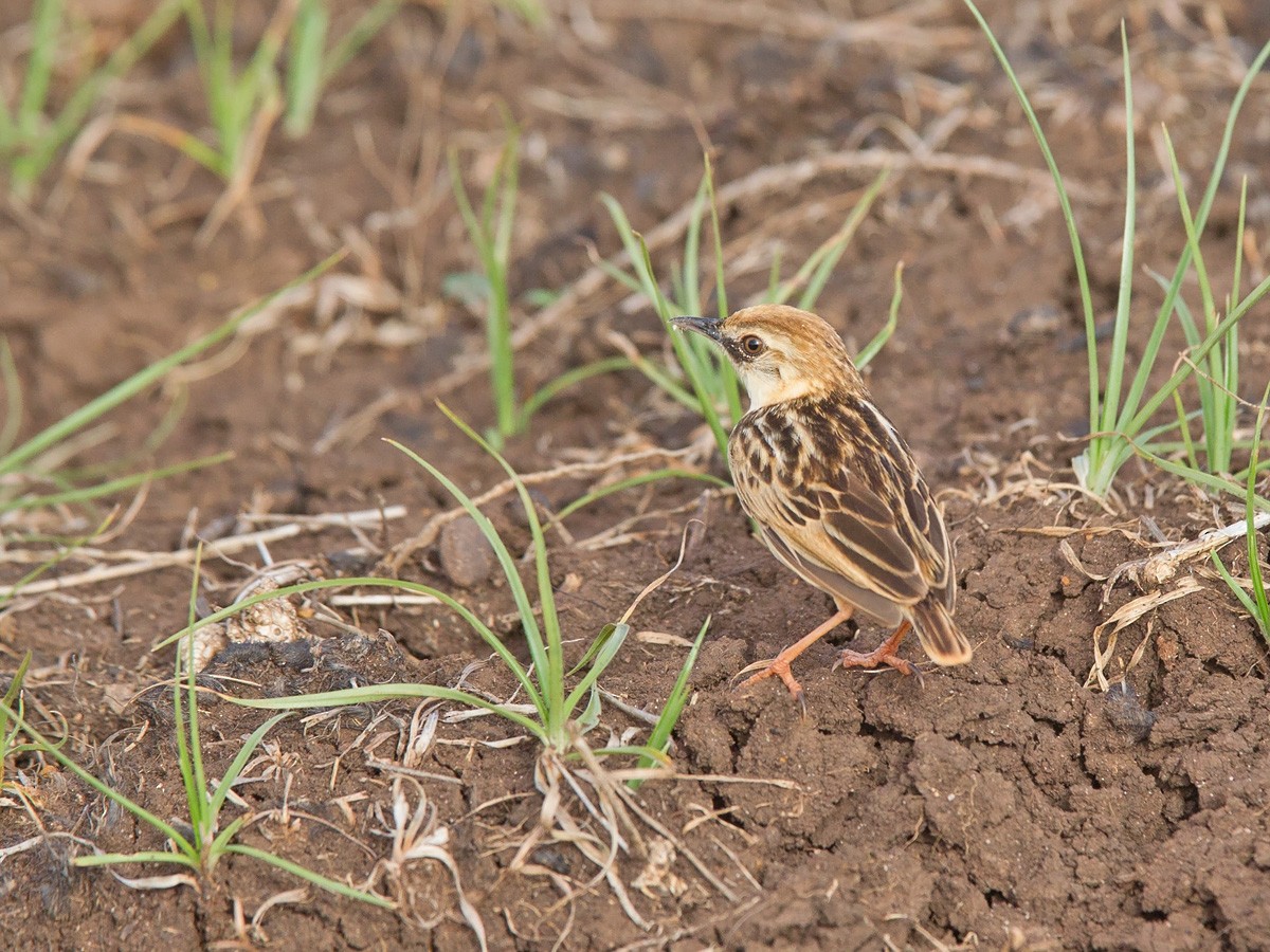 Pectoral-patch Cisticola (Pectoral-patch) - Niall D Perrins