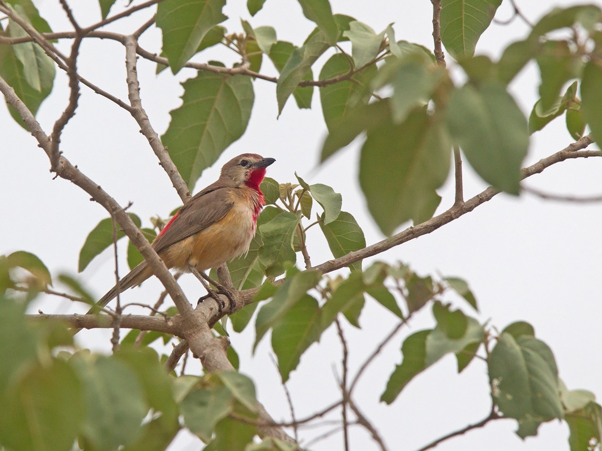 Rosy-patched Bushshrike - Niall D Perrins