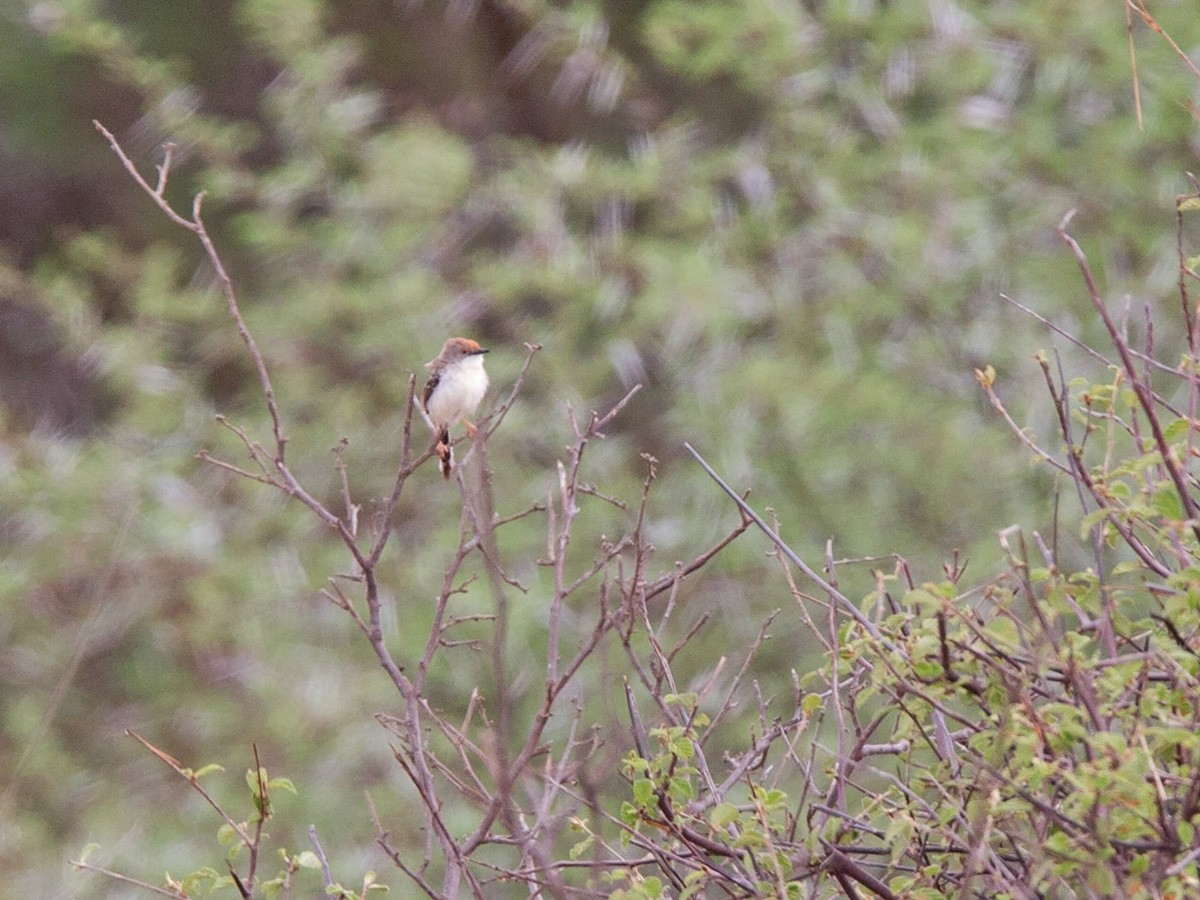 Red-fronted Prinia (Red-fronted) - ML220007491