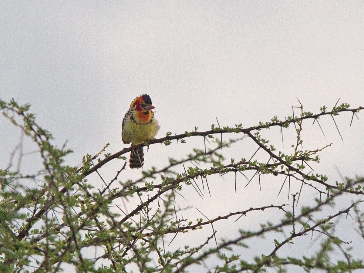 Red-and-yellow Barbet - Niall D Perrins