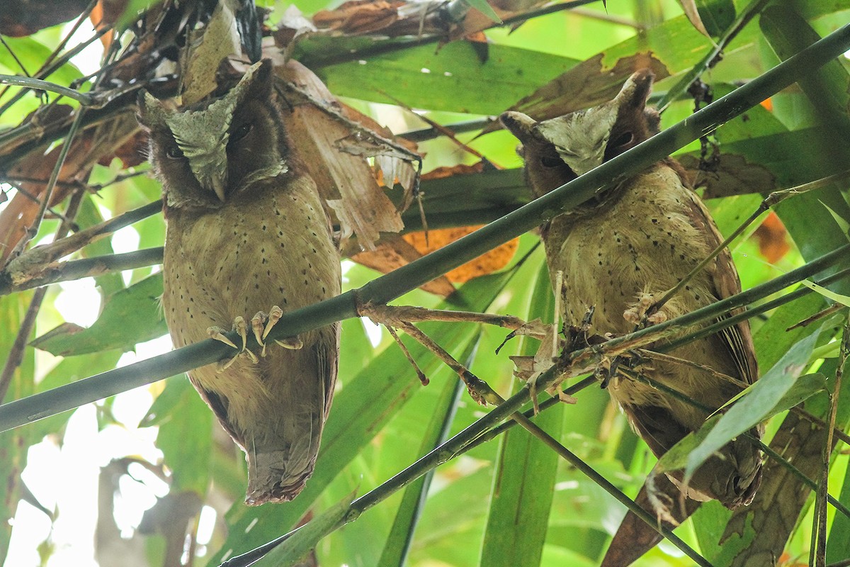 White-fronted Scops-Owl - ML220008041