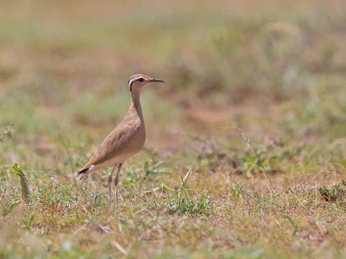 Somali Courser - Niall D Perrins