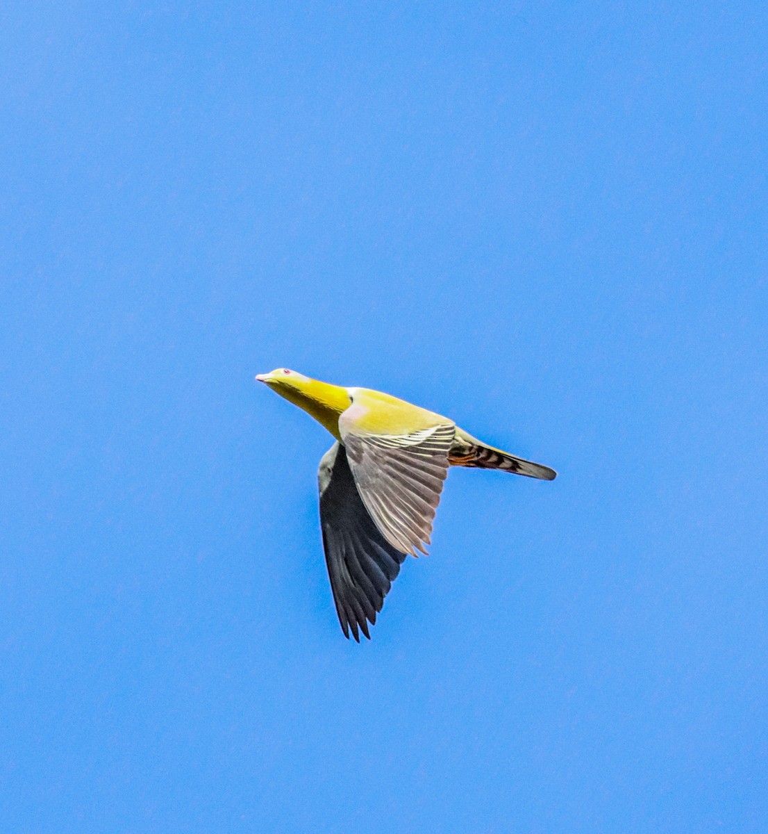 Yellow-footed Green-Pigeon - Vikas Dogra