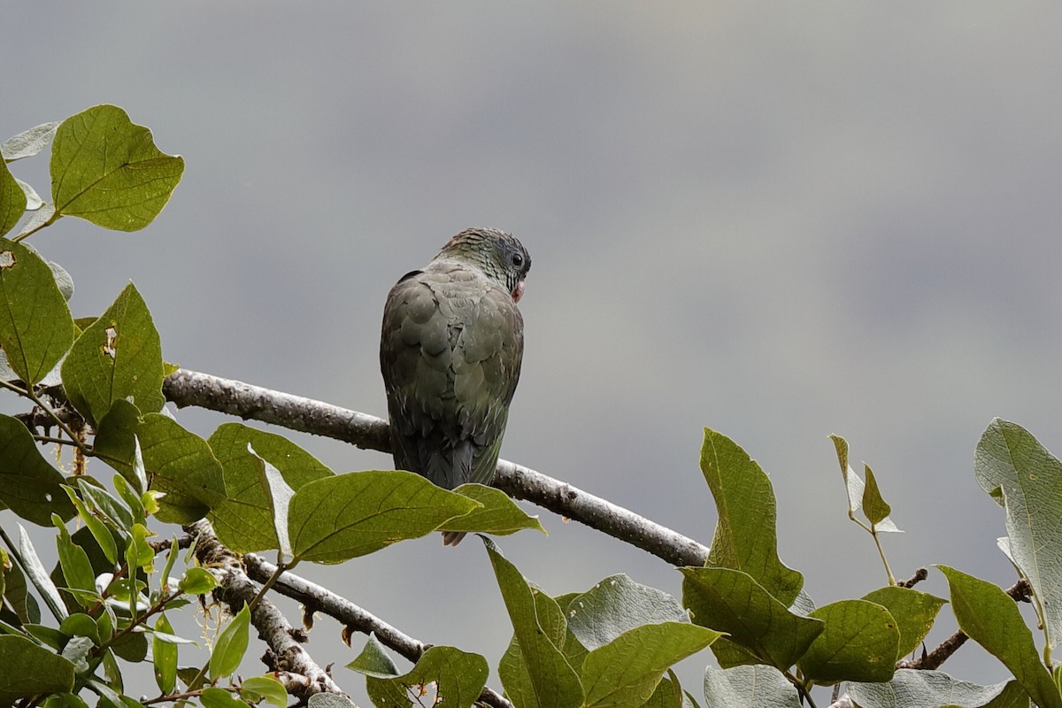Red-billed Parrot - ML220014101