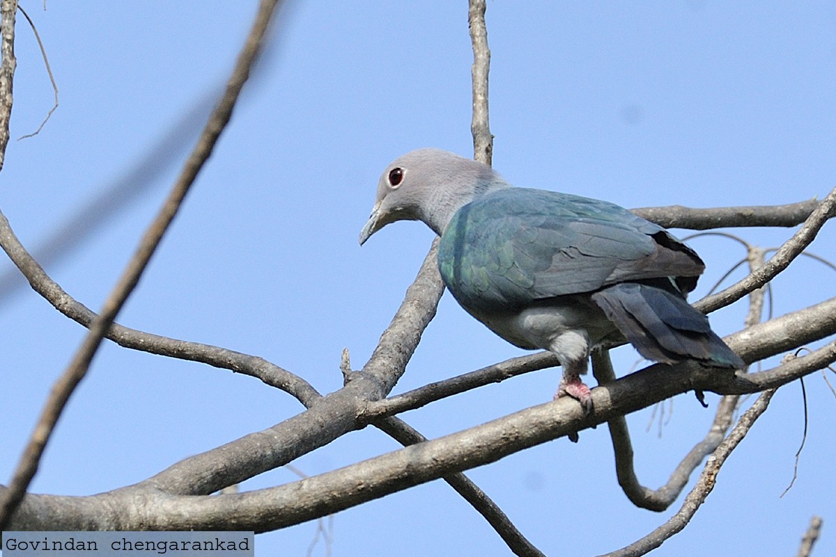 Green Imperial-Pigeon - India Bird Digitization (Group Account)