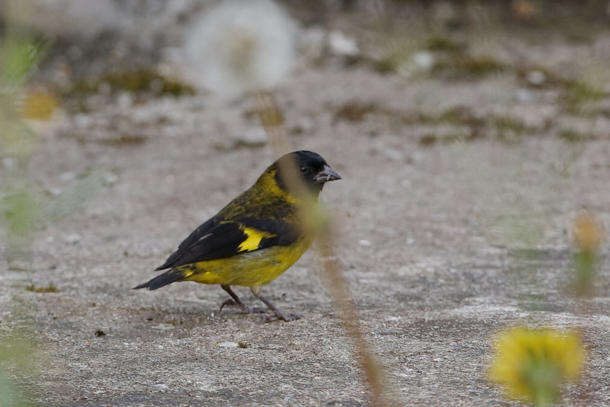 Olivaceous Siskin - ML220015301