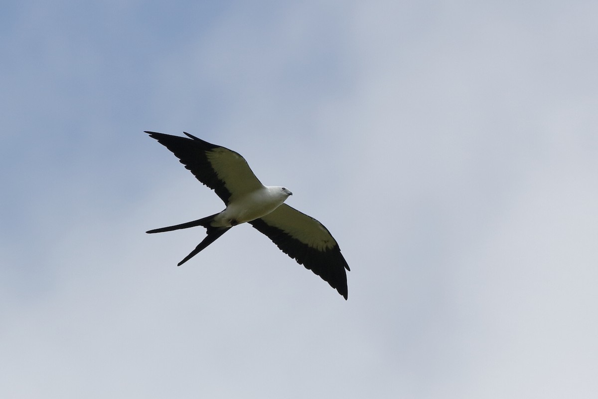 Swallow-tailed Kite - Holger Teichmann