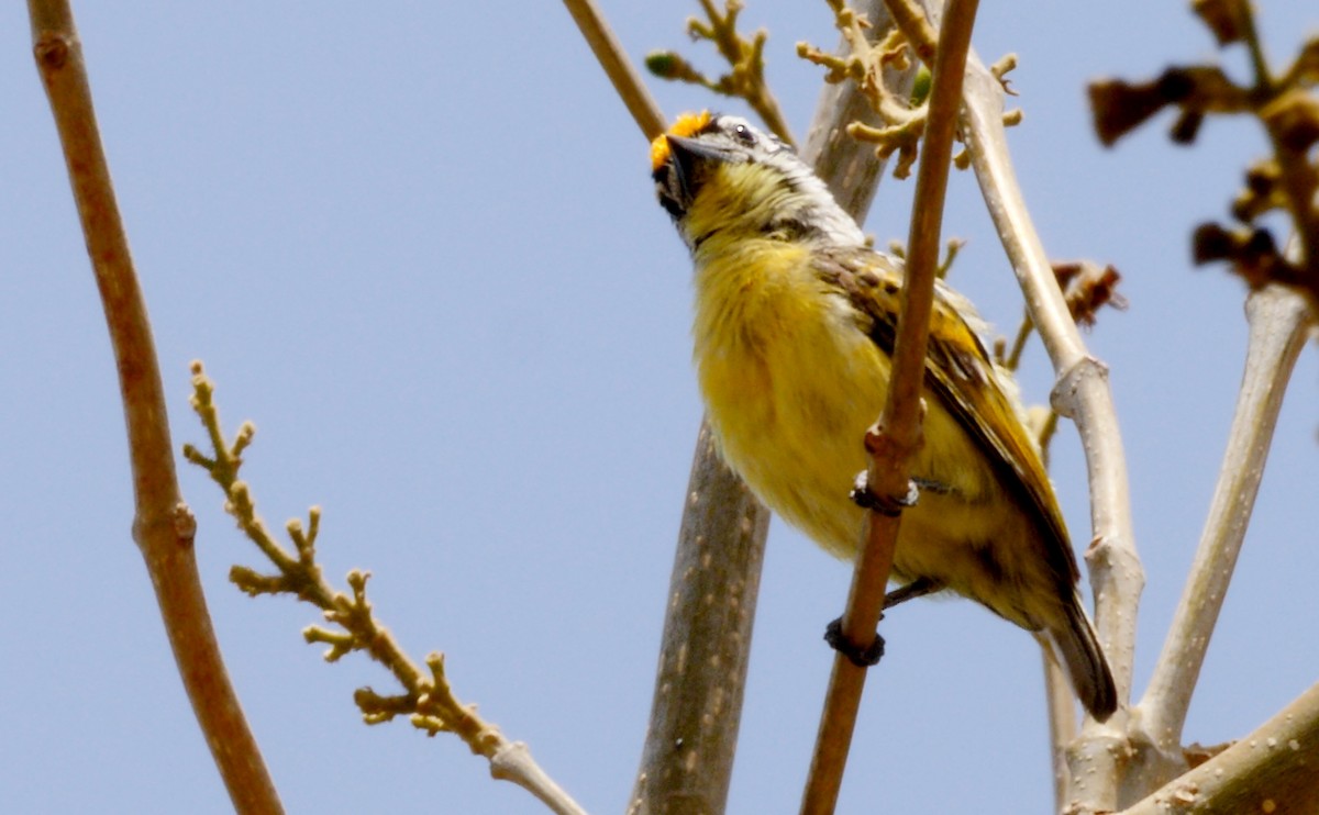Yellow-fronted Tinkerbird - ML220016381