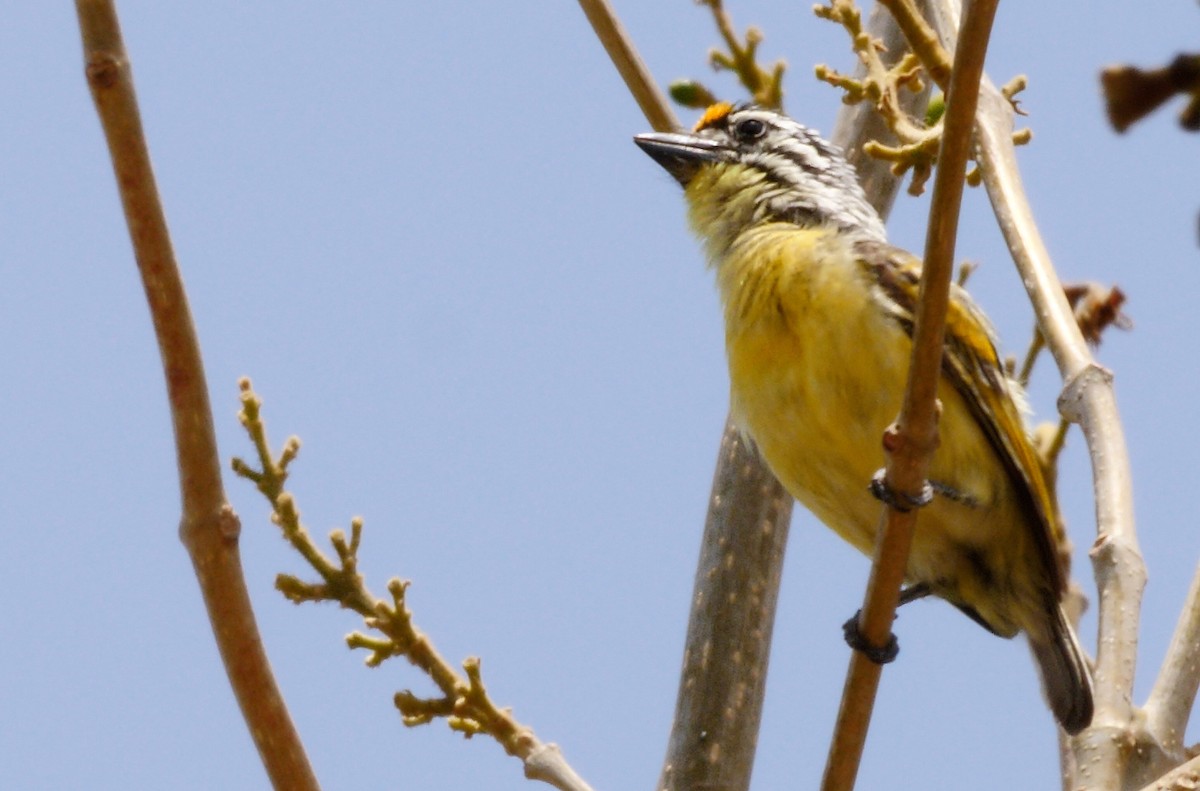 Yellow-fronted Tinkerbird - ML220016391