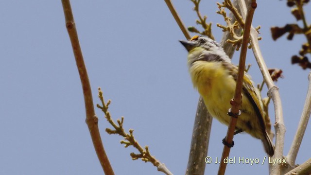 Yellow-fronted Tinkerbird - ML220016421