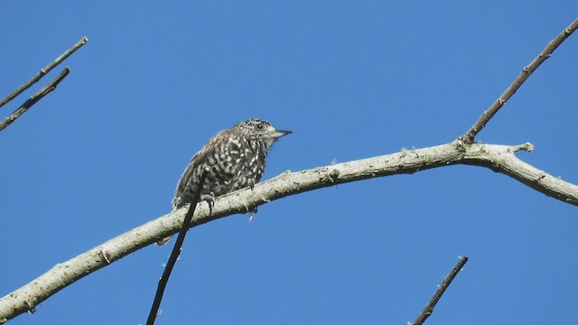 Speckle-chested Piculet - ML220020711
