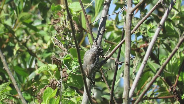 Speckle-chested Piculet - ML220021171