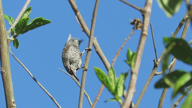 Speckle-chested Piculet - ML220021381