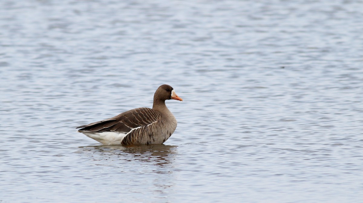 Greater White-fronted Goose - ML22002451
