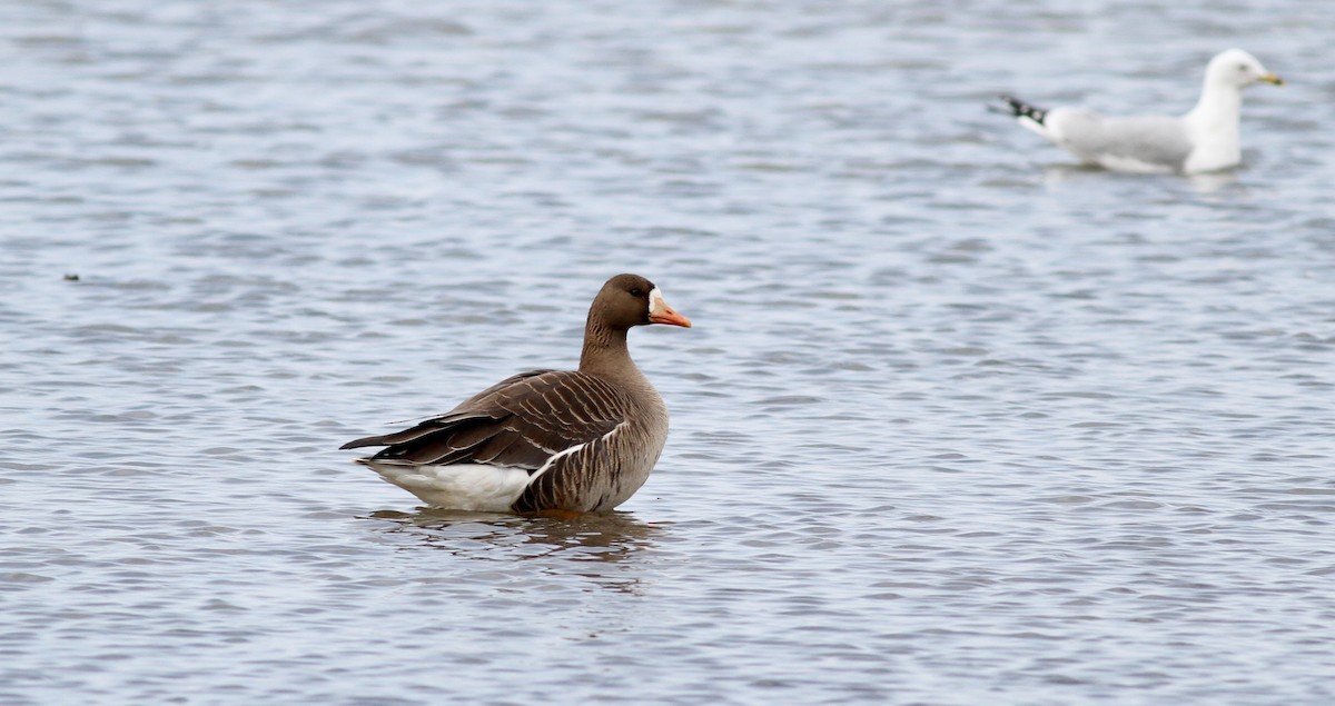 Greater White-fronted Goose - ML22002471