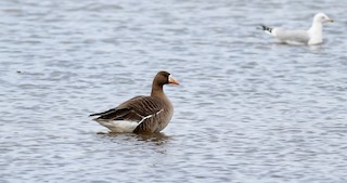 Greater White-fronted Goose, ML22002471