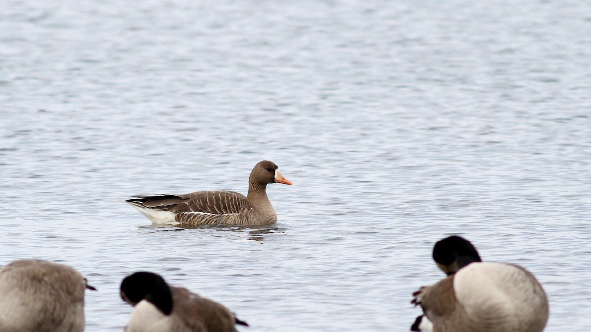 Greater White-fronted Goose - ML22002491