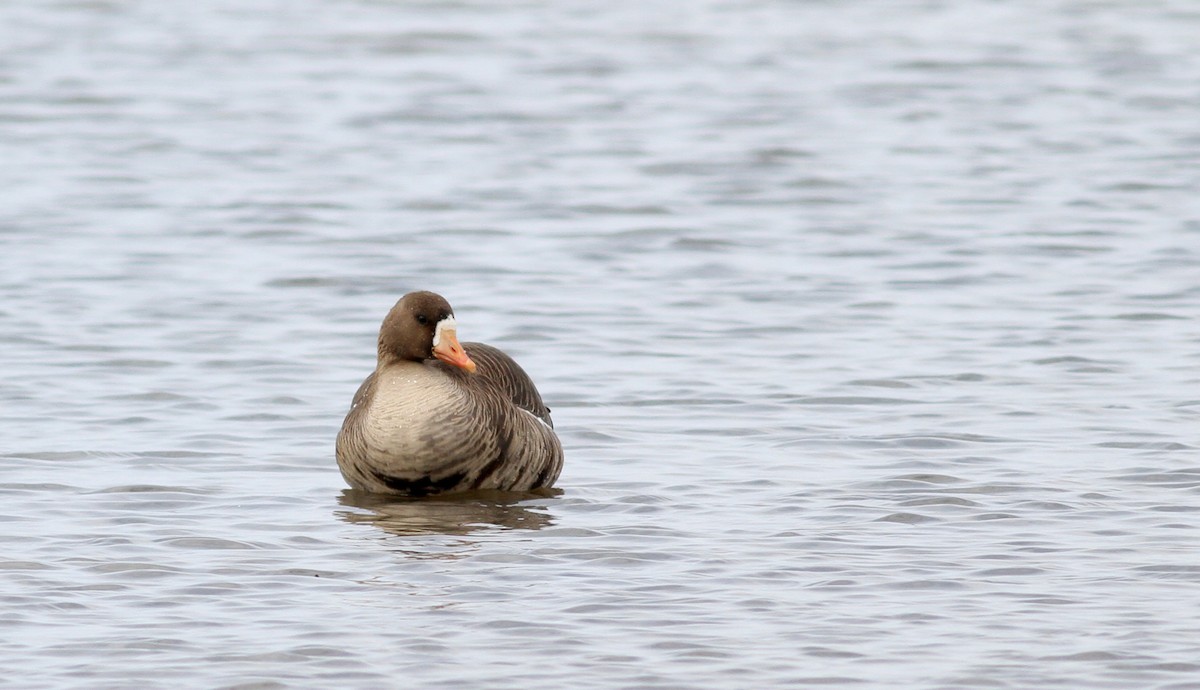 Greater White-fronted Goose - ML22002511