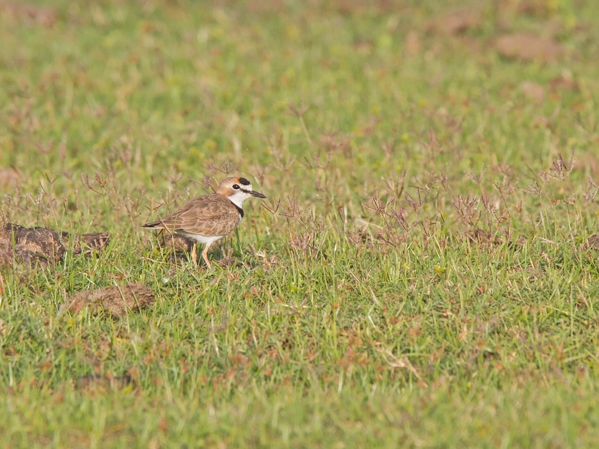 Collared Plover - Niall D Perrins