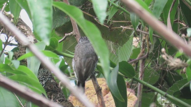 Speckle-chested Piculet - ML220027091