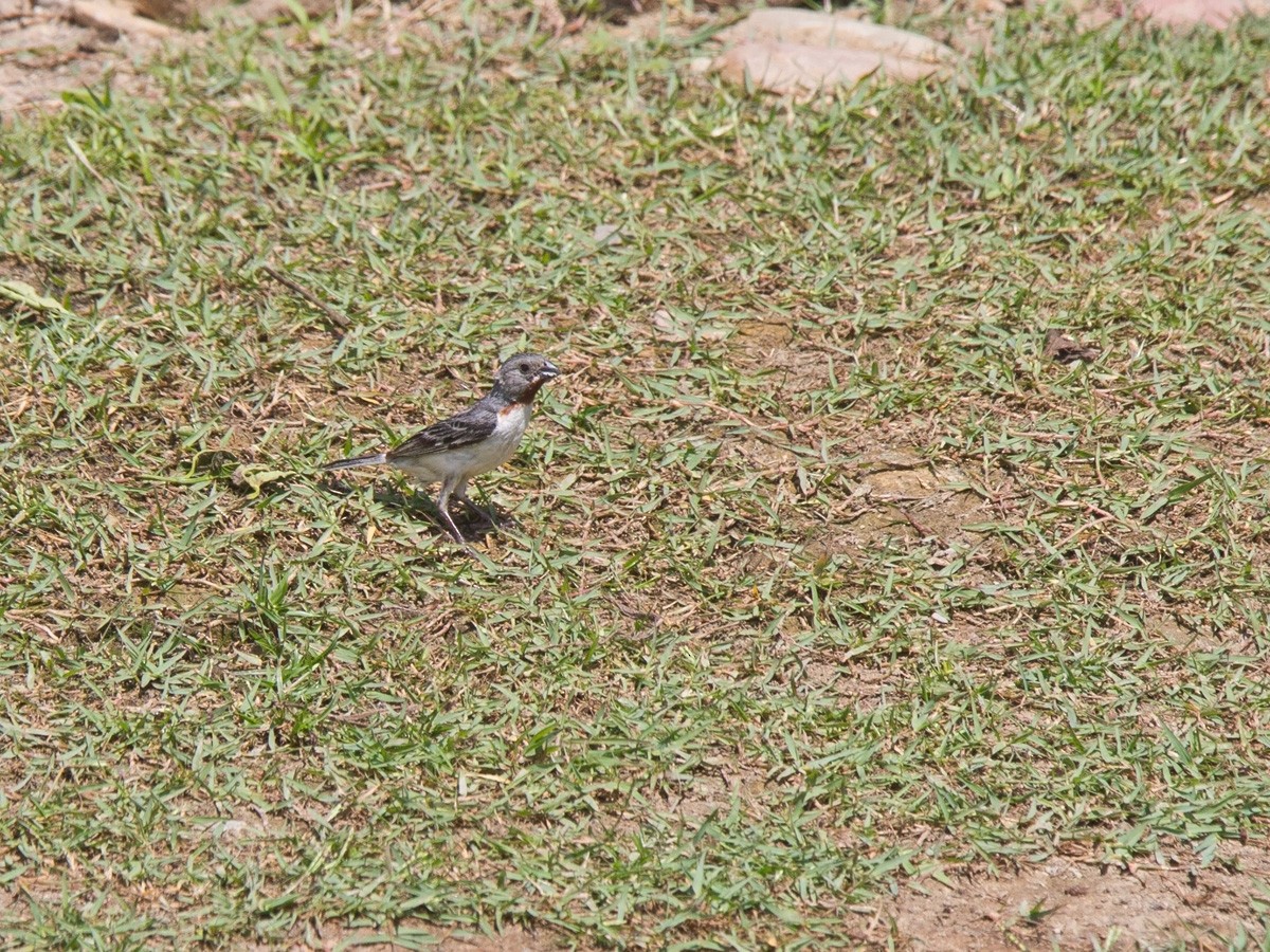 Chestnut-throated Seedeater - ML220028271