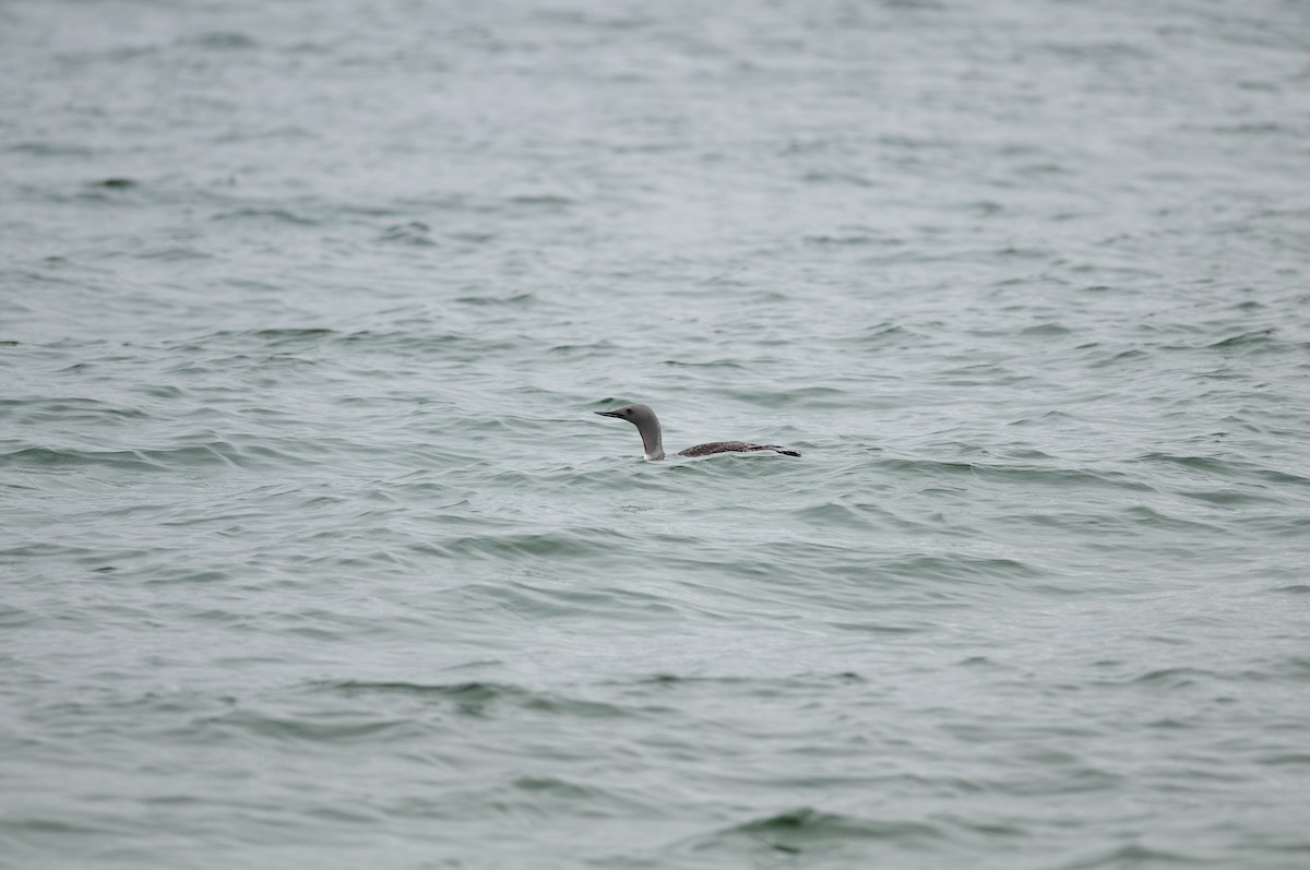 Red-throated Loon - ML220028331