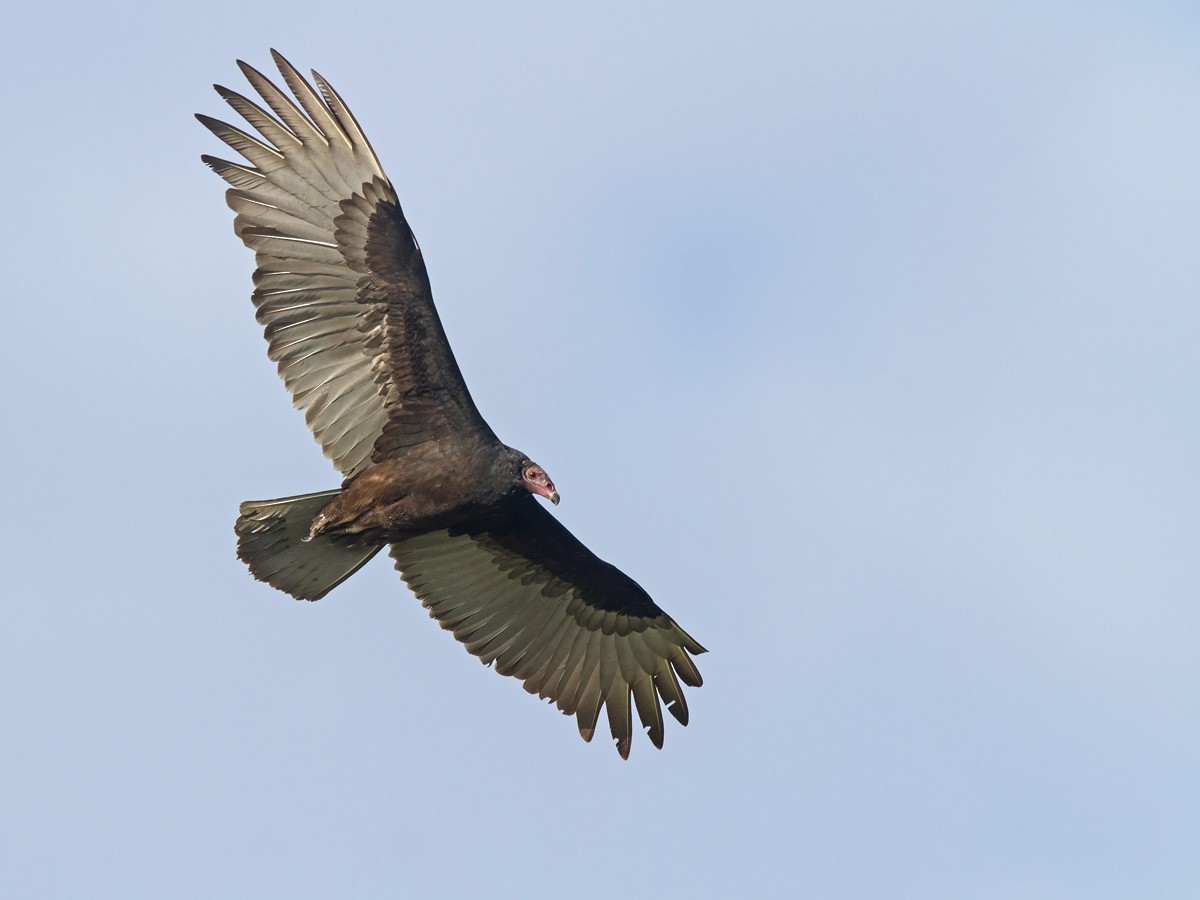 Turkey Vulture - Niall D Perrins