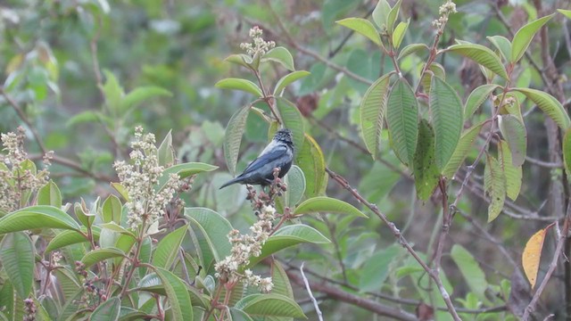 Silvery Tanager - ML220029021