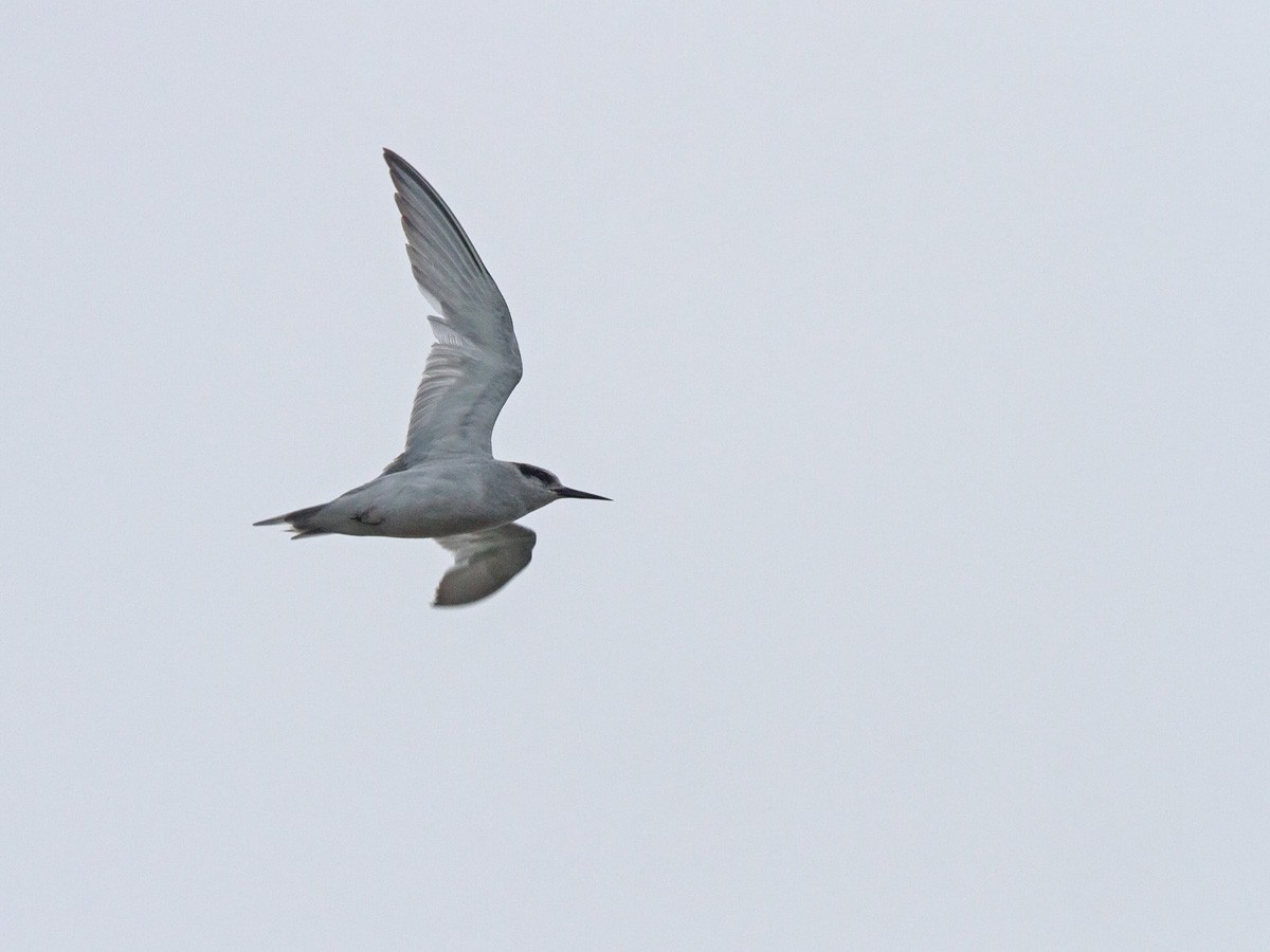 Peruvian Tern - ML220030321