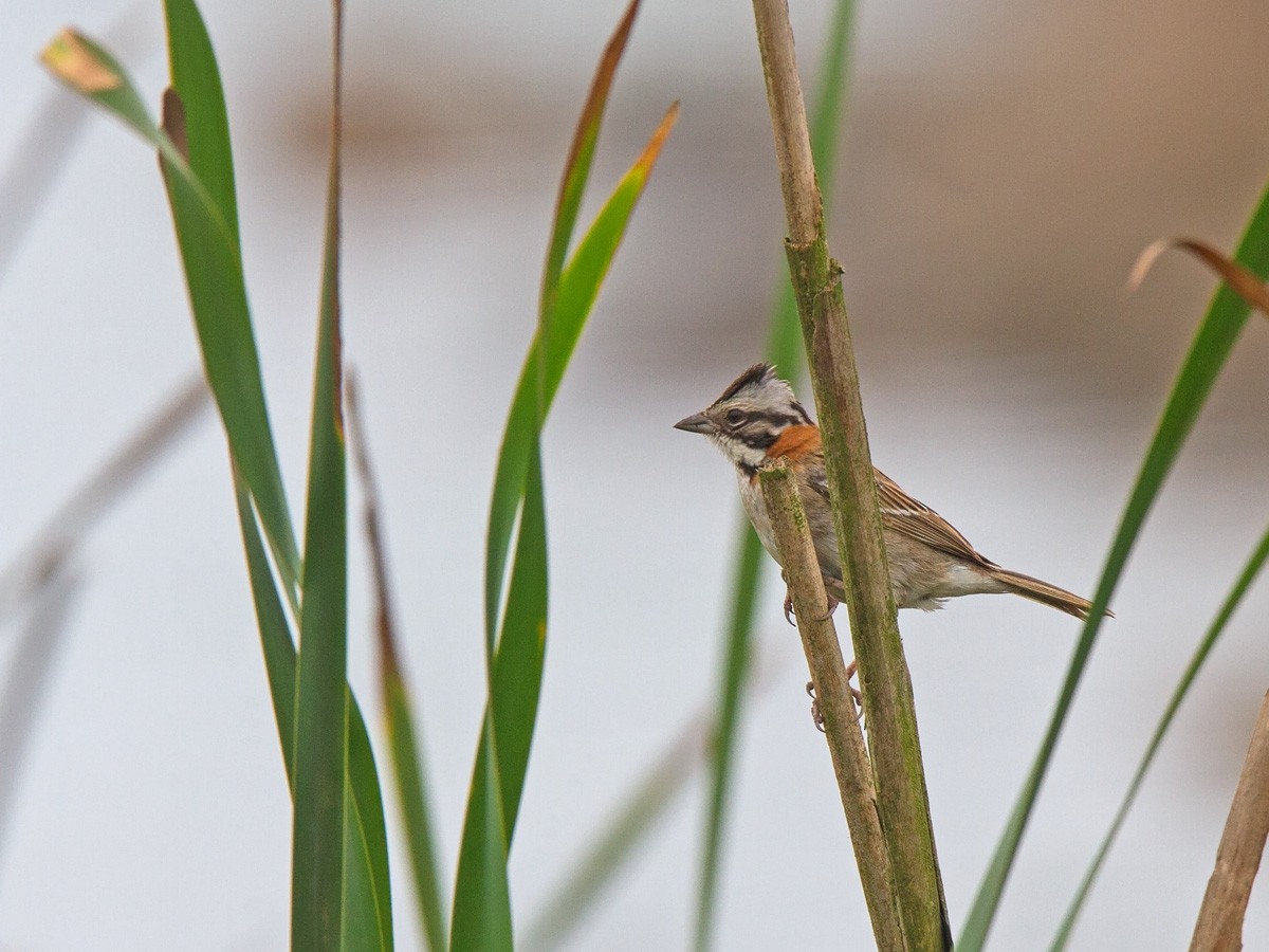 Rufous-collared Sparrow - ML220030481