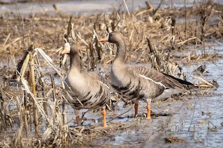 Greater White-fronted Goose, ML220032641