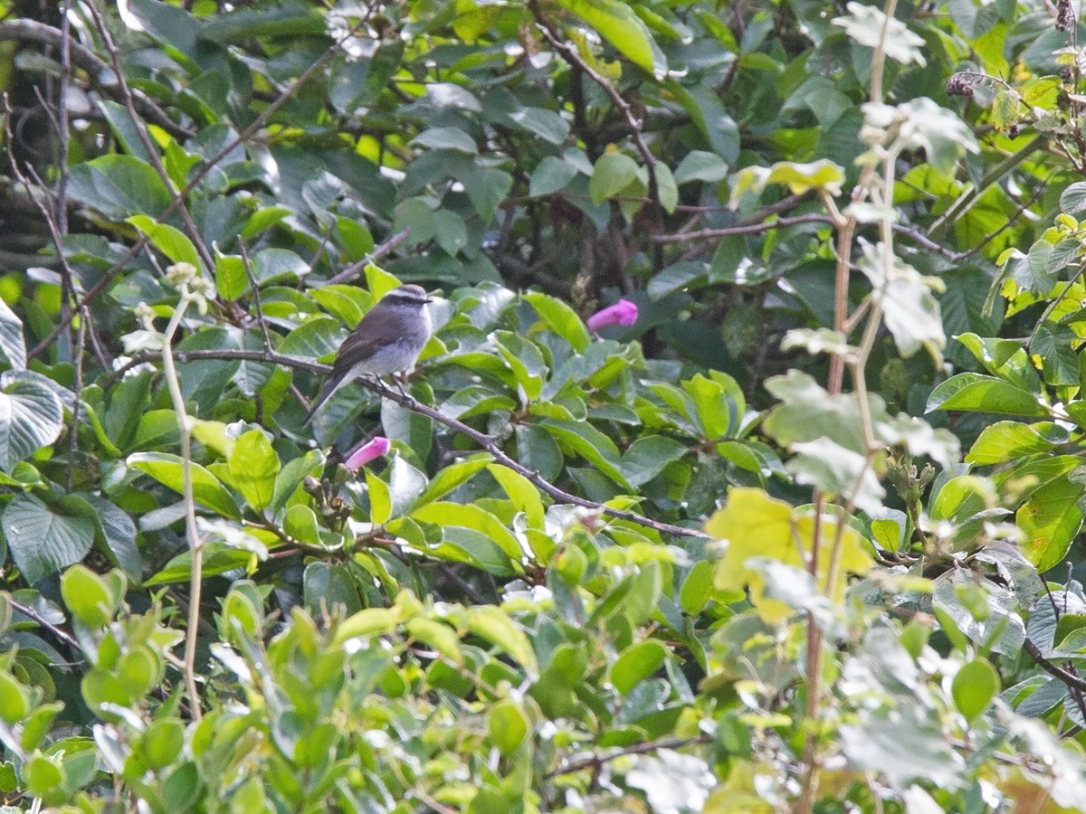 White-browed Chat-Tyrant - ML220033411