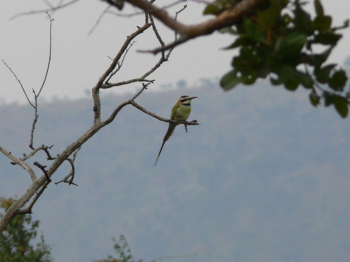 White-throated Bee-eater - Tony King
