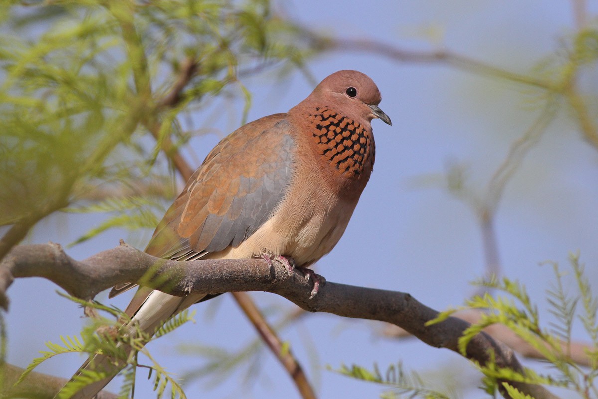 Laughing Dove - ML220035951