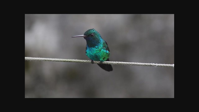 kolibřík modrobradý - ML220037291