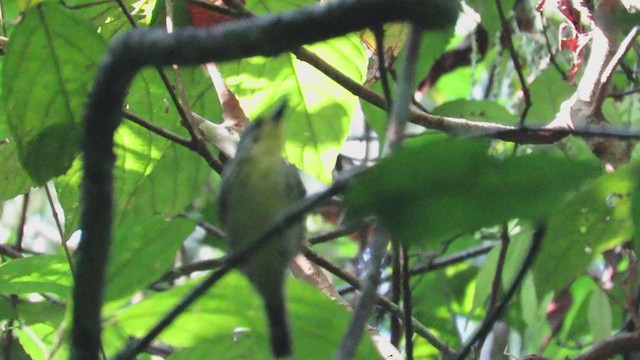 Yellow-browed Antbird - ML220038621