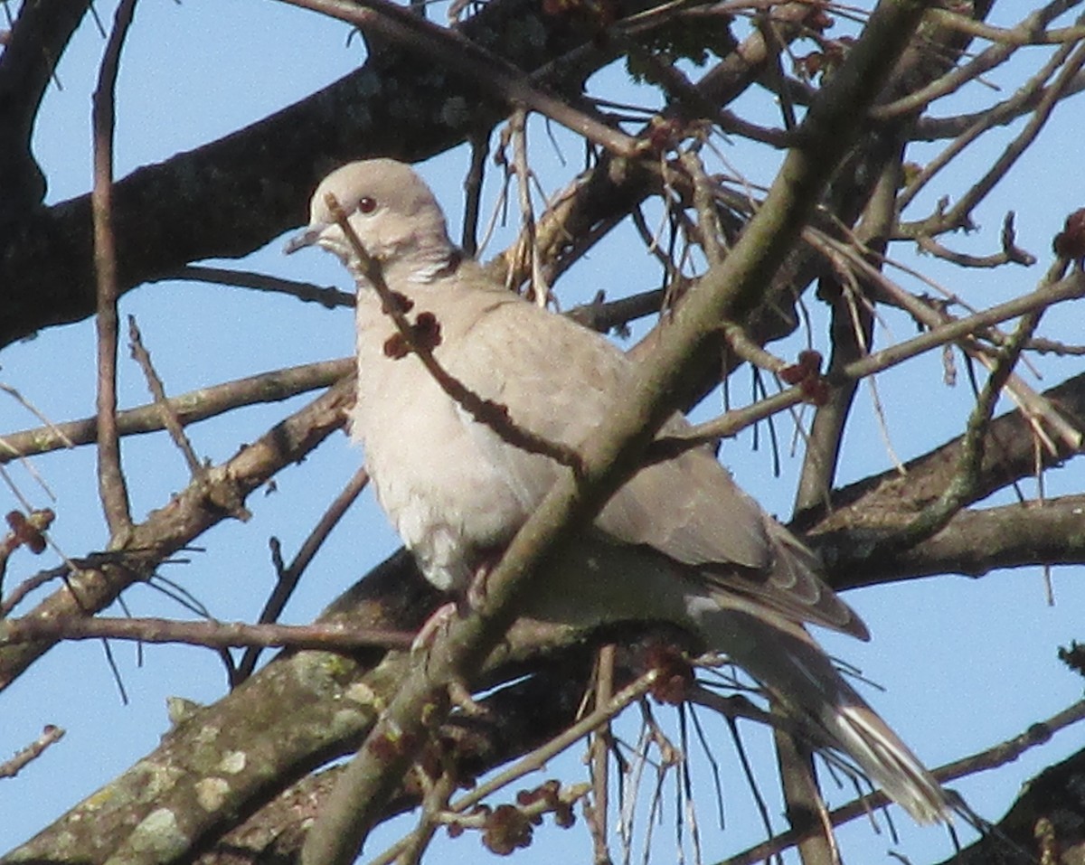 Eurasian Collared-Dove - Marion Schiefer