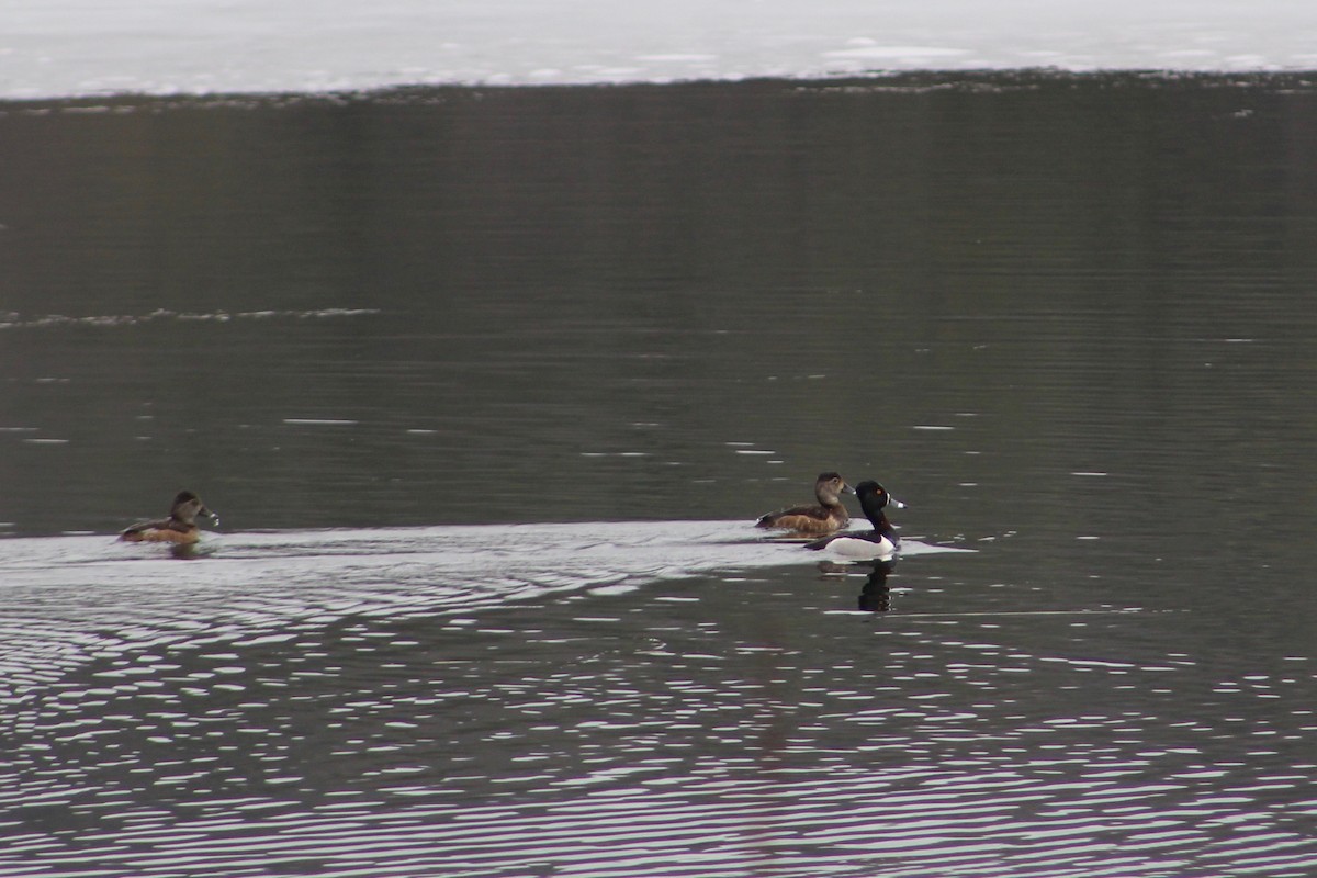 Ring-necked Duck - E R