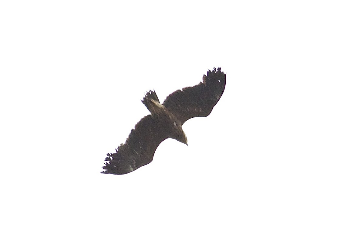 Lesser Spotted Eagle - Erik Groth-Andersen