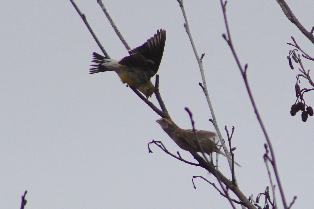American Tree Sparrow - E R