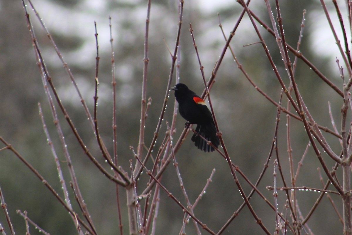 Red-winged Blackbird - ML220045511