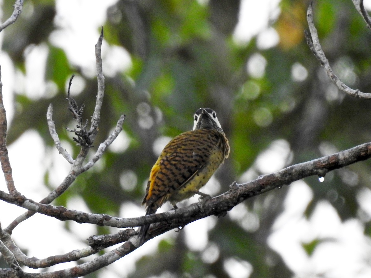 Spot-breasted Woodpecker - Alison Mews